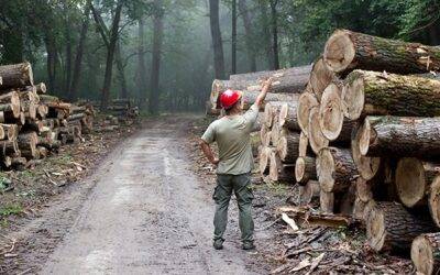keményfa, pellet, erdőgazdaság okosgrill